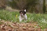 FOX TERRIER 484